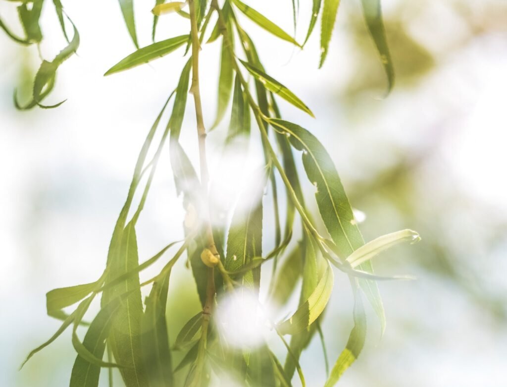 Natural Detox Remedies: 7 Strategies to Revitalize Your Body