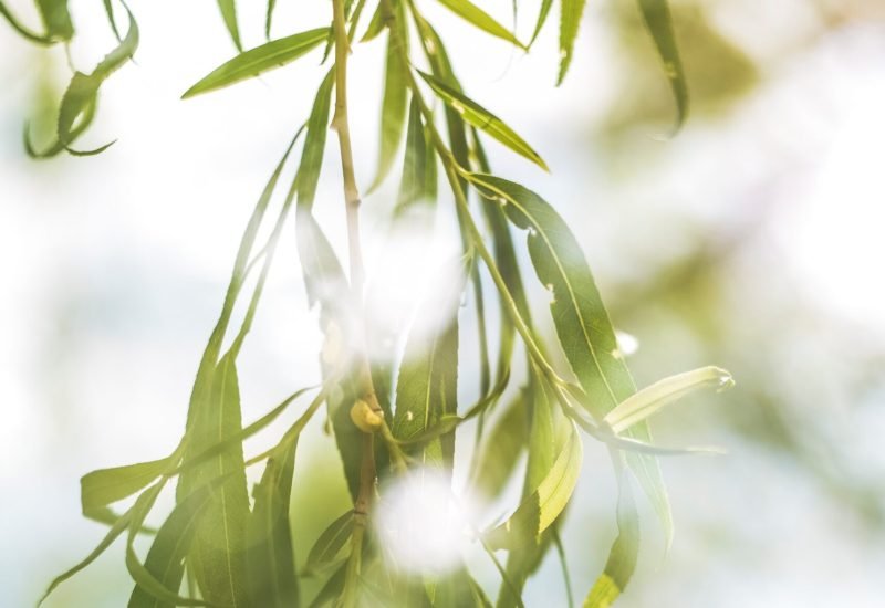 Natural Detox Remedies: 7 Strategies to Revitalize Your Body