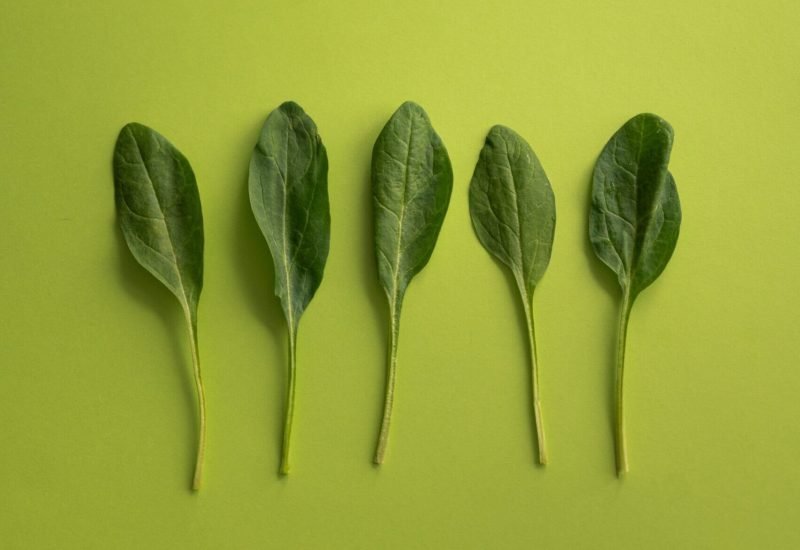 Plant-Based Diet Benefits: Transform Your Health